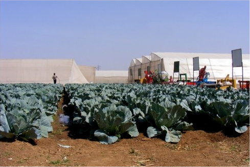 AGRICULTURAL REVOLUTION IN PLATEAU STATE?